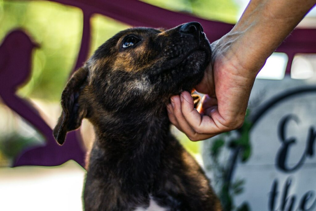 Un chien dans un refuge reçoit une caresse — photographie d’illustration de la condition animale