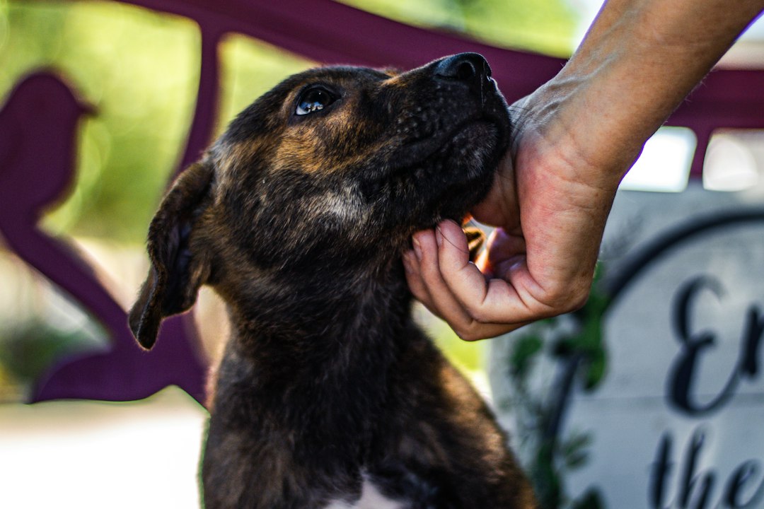 Chien dans un refuge — photographie d’illustration